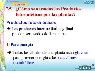 extensión
7.5 ¿Cómo son usados los Productos
    fotosintéticos por las plantas?
Productos fotosintéticos
 Los productos intermediarios y final
   pueden ser usados de 3 maneras:

1) Para energía

 Todas las células de una planta usan glucosa
  para proveer energía a las reacciones
  metabólicas.                                    Home   34
                                         volver          adelan
 