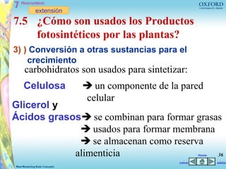 extensión
7.5 ¿Cómo son usados los Productos
    fotosintéticos por las plantas?
3) ) Conversión a otras sustancias para el
    crecimiento
  carbohidratos son usados para sintetizar:
  Celulosa        un componente de la pared
                 celular
Glicerol y
Ácidos grasos se combinan para formar grasas
              usados para formar membrana
              se almacenan como reserva
            alimenticia                     36   Home

                                        volver          adelan
 