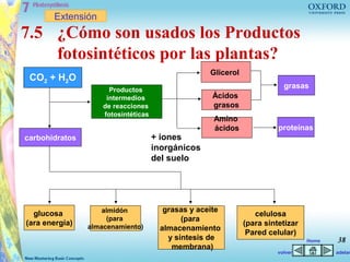 Extensión
7.5 ¿Cómo son usados los Productos
    fotosintéticos por las plantas?
                                                   Glicerol
 CO2 + H2O
                      Productos
                                                                          grasas
                     intermedios                   Ácidos
                    de reacciones                  grasos
                    fotosintéticas
                                                    Amino
                                                    ácidos              proteínas
carbohidratos                        + iones
                                     inorgánicos
                                     del suelo




                    almidón            grasas y aceite
  glucosa                                                        celulosa
                     (para                  (para
(ara energía)   almacenamiento)                               (para sintetizar
                                      almacenamiento
                                                               Pared celular)
                                        y síntesis de                            Home   38
                                         membrana)
                                                                        volver          adelan
 