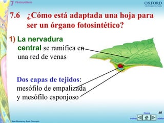 7.6 ¿Cómo está adaptada una hoja para
    ser un órgano fotosintético?
1) La nervadura
   central se ramifica en
   una red de venas


  Dos capas de tejidos:
  mesófilo de empalizada
  y mesófilo esponjoso
                                       Home   40
                              volver          adelan
 