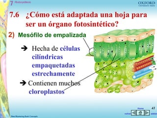 7.6 ¿Cómo está adaptada una hoja para
    ser un órgano fotosintético?
2) Mesófilo de empalizada
    Hecha de células
      cilíndricas
      empaquetadas
      estrechamente
    Contienen muchos
     cloroplastos

                                       Home   41
                              volver          adelan
 