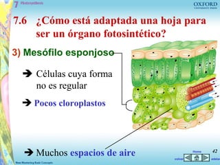 7.6 ¿Cómo está adaptada una hoja para
    ser un órgano fotosintético?
3) Mesófilo esponjoso

   Células cuya forma
    no es regular
   Pocos cloroplastos




   Muchos espacios de aire   volver
                                       Home   42
                                              adelan
 