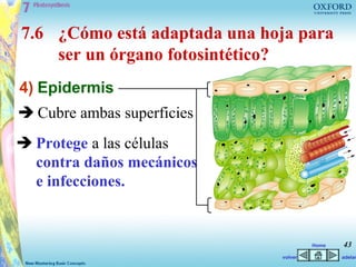 7.6 ¿Cómo está adaptada una hoja para
    ser un órgano fotosintético?
4) Epidermis
 Cubre ambas superficies
 Protege a las células
  contra daños mecánicos
  e infecciones.


                                       Home   43
                              volver          adelan
 