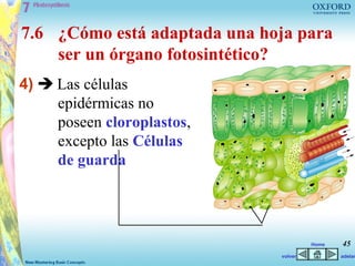 7.6 ¿Cómo está adaptada una hoja para
    ser un órgano fotosintético?
4)  Las células
     epidérmicas no
     poseen cloroplastos,
     excepto las Células
     de guarda




                                       Home   45
                              volver          adelan
 