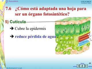 7.6 ¿Cómo está adaptada una hoja para
    ser un órgano fotosintético?
5) Cutícula
   Cubre la epidermis
   reduce pérdida de agua




                                       Home   46
                              volver          adelan
 