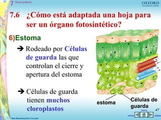7.6 ¿Cómo está adaptada una hoja para
    ser un órgano fotosintético?
6)Estoma
  Rodeado por Células
   de guarda las que
   controlan el cierre y
   apertura del estoma

   Células de guarda
    tienen muchos          estoma
                                      Células de
                                      guarda
    cloroplastos                             Home   47
                                    volver          adelan
 