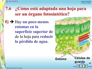 7.6 ¿Cómo está adaptada una hoja para
    ser un órgano fotosintético?
6)  Hay un poco menos
     estomas en la
     superficie superior de
     de la hoja para reducir
     la pérdida de agua.



                               Estoma     Células de
                                          guarda 48
                                              Home

                                        volver    adelan
 