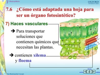 7.6 ¿Cómo está adaptada una hoja para
    ser un órgano fotosintético?
7) Haces vasculares
   Para transportar
    soluciones que
    contienen químicos que
    necesitan las plantas.
  contienen xilema
   y floema
                                       Home   49
                              volver          adelan
 