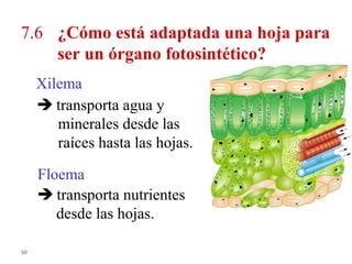 7.6 ¿Cómo está adaptada una hoja para
    ser un órgano fotosintético?
     Xilema
      transporta agua y
        minerales desde las
        raíces hasta las hojas.

     Floema
      transporta nutrientes
        desde las hojas.

50
 