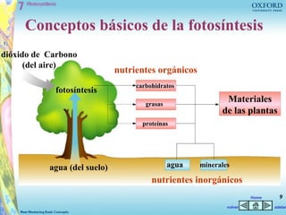 Conceptos básicos de la fotosíntesis
dióxido de Carbono
      (del aire)
                              nutrientes orgánicos
                                   carbohidratos
            fotosíntesis
                                      grasas
                                                             Materiales
                                                            de las plantas
                                     proteínas




           agua (del suelo)                    agua   minerales

                                        nutrientes inorgánicos
                                                                       Home     9
                                                              volver          adelan
 
