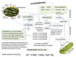 LA OTRAS SUSTANCIAS
PROTEINAS LIPIDOS GLUCIDOS
AGUACO2 SALES MINERALES
CAROTENOIDES
XANTOFILAS
CLOROFILA
CLOROPLASTO
6CO2 + 6H2O C6H1206 + 6O2
FASE LUMÍNICA FASE OSCURA
O2
los Tilacoides
estroma
fotólisisse da la
En
fija
el CO2
en el
pigmentos
fotosintéticos
ácido carbónico (H2CO3). Ca2+ + 2 HCO3
− = CaCO3 + H2O + CO2
ALIMENTO
RICO EN ENERGÍA
GLUCOSA
CICLO DE CALVIN
Proceso que convierte
moléculas inorgánicas
de CO2en moléculas
orgánicas sencillas
RESPIRACIÓNRESPIRACIÓN
glucolisis
CICLO DE KREBS
Clorofila a: C55H72O5N4Mg
Clorofila b: C55H70O6N4Mg
Clorofila c1:C35H30O5N4Mg
Clorofila c2:C35H28O5N4Mg
Clorofila d: C54H70O6N4Mg
CRECIMIENTO DE LAS PLANTAS
Ya que la clorofila absorbe mejor la
luz azul y roja, estas longitudes de
onda son más efectivas para motivar
el crecimiento de la planta
INTERACCIONES DEL CO2 Y H20
La actividad fotosintética puede redundar en la
precipitación de carbonato de calcio(CaCO3), si
la concentración de carbonato aumenta lo
suficiente como para exceder la constante de
solubilidad de carbonato de calcio