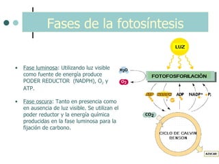 Fases de la fotosíntesis Fase luminosa : Utilizando luz visible como fuente de energía produce PODER REDUCTOR  (NADPH), O 2  y ATP.  Fase oscura : Tanto en presencia como en ausencia de luz visible. Se utilizan el poder reductor y la energía química producidas en la fase luminosa para la fijación de carbono.  