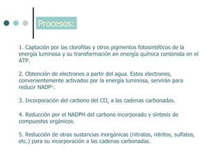   1. Captación por las clorofilas y otros pigmentos fotosintéticos de la energía luminosa y su transformación en energía química contenida en el ATP.   2. Obtención de electrones a partir del agua. Estos electrones, convenientemente activados por la energía luminosa, servirán para reducir NADP + .   3. Incorporación del carbono del CO 2  a las cadenas carbonadas.   4. Reducción por el NADPH del carbono incorporado y síntesis de compuestos orgánicos.   5. Reducción de otras sustancias inorgánicas (nitratos, nitritos, sulfatos, etc.) para su incorporación a las cadenas carbonadas. Procesos: 