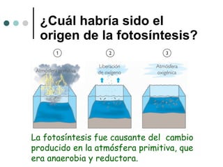¿Cuál habría sido el origen de la fotosíntesis? La fotosíntesis fue causante del  cambio producido en la atmósfera primitiva, que era anaerobia y reductora.  