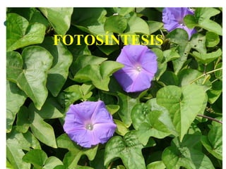 FOTOSÍNTESIS 