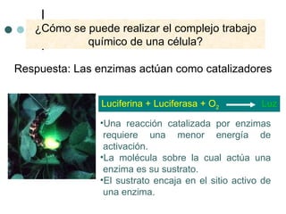 ¿Cómo se puede realizar el complejo trabajo químico de una célula? Respuesta: Las enzimas actúan como catalizadores Luciferina + Luciferasa + O 2   Luz Una reacción catalizada por enzimas requiere una menor energía de activación. La molécula sobre la cual actúa una enzima es su sustrato. El sustrato encaja en el sitio activo de una enzima. 
