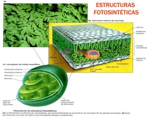 ESTRUCTURAS  FOTOSINTÉTICAS 