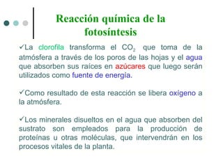 La  clorofila  transforma el CO 2   que toma de la atmósfera a través de los poros de las hojas y el  agua  que absorben sus raíces en  azúcares  que luego serán utilizados como  fuente de energía. Como resultado de esta reacción se libera  oxígeno  a la atmósfera.  Los minerales disueltos en el agua que absorben del sustrato son empleados para la producción de proteínas u otras moléculas, que intervendrán en los procesos vitales de la planta.  Reacción química de la fotosíntesis 