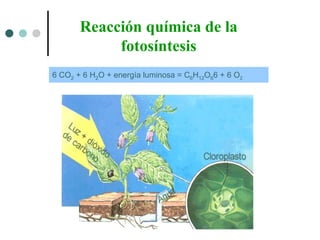 6 CO 2  + 6 H 2 O + energía luminosa = C 6 H 12 O 6 6 + 6 O 2 Reacción química de la fotosíntesis 