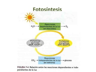 Fotosíntesis
 