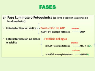 FASES
a) Fase Luminosa o Fotoquímica (se lleva a cabo en las granas de
los cloroplastos):
• Fotofosforilización cíclica - Producción de ATP enzimas
ADP + P + energía fotónica ATP
• Fotofosforilización no cíclica - Fotólisis del agua
o acíclica enzimas
n H2O + energía fotónica nH2 + nO2
enzimas
n NADP + energía fotónica nNADPH2
 