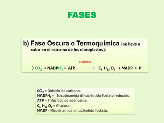 FASES
b) Fase Oscura o Termoquímica (se lleva a
cabo en el estroma de los cloroplastos).
enzimas
3 CO2 + NADPH2 + ATP C6 H12 O6 + NADP + P
CO2 = Dióxido de carbono.
NADPH2 = Nicotinamida dinucléotido fosfato reducido.
ATP = Trifosfato de adenosina.
C6 H12 O6 = Glucosa.
NADP= Nicotinamida dinucléotido fosfato.
 