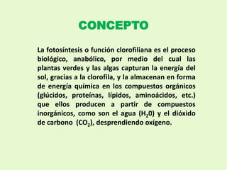CONCEPTO
La fotosíntesis o función clorofiliana es el proceso
biológico, anabólico, por medio del cual las
plantas verdes y las algas capturan la energía del
sol, gracias a la clorofila, y la almacenan en forma
de energía química en los compuestos orgánicos
(glúcidos, proteínas, lípidos, aminoácidos, etc.)
que ellos producen a partir de compuestos
inorgánicos, como son el agua (H20) y el dióxido
de carbono (CO2), desprendiendo oxígeno.
 