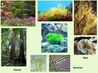 Algas
Bacterias
Plantas
 