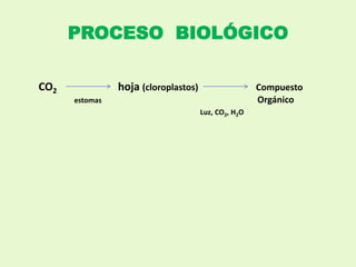 PROCESO BIOLÓGICO
CO2 hoja (cloroplastos) Compuesto
estomas Orgánico
Luz, CO2, H2O
 