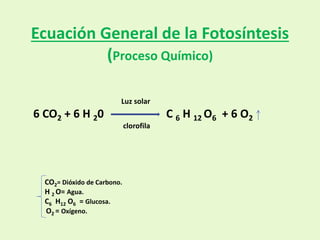 Luz solar
6 CO2 + 6 H 20 C 6 H 12 O6 + 6 O2
clorofila
Ecuación General de la Fotosíntesis
(Proceso Químico)
CO2= Dióxido de Carbono.
H 2 O= Agua.
C6 H12 O6 = Glucosa.
O2 = Oxígeno.
 