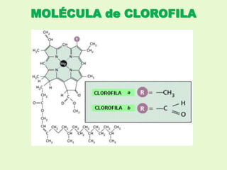 MOLÉCULA de CLOROFILA
 