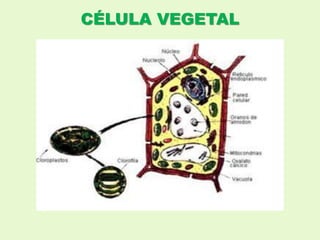 CÉLULA VEGETAL
 