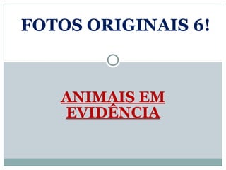 ANIMAIS EM EVIDÊNCIA FOTOS ORIGINAIS 6! 