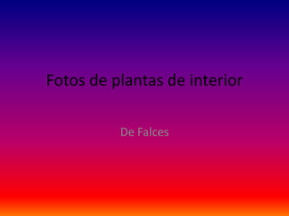 Fotos de plantas de interior De Falces 