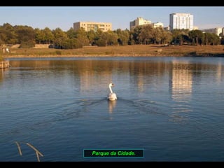Parque da Cidade. 