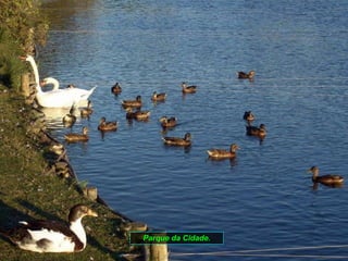 Parque da Cidade. 