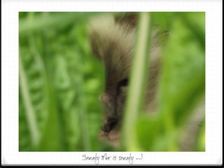 Sneaky Mer is sneaky --)
 