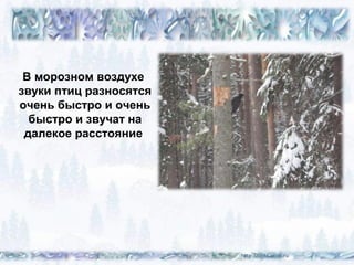 В морозном воздухе
звуки птиц разносятся
очень быстро и очень
быстро и звучат на
далекое расстояние
 