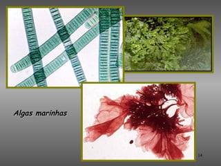 Algas marinhas




                 14
 