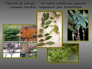 Fábricas de energia  - As folhas contém um pigmento
  chamado clorofila, responsável pela fotossíntese




               ...
