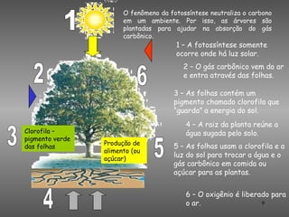 O fenômeno da fotossíntese neutraliza o carbono
                       em um ambiente. Por isso, as árvores são
          ...