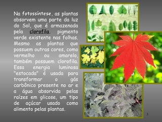 Na fotossíntese, as plantas
    fotossíntese
absorvem uma parte da luz
do Sol, que é armazenada
pela clorofila, pigmento
verde existente nas folhas.
Mesmo as plantas que
possuem outras cores, como
vermelho     ou     amarelo,
também possuem clorofila.
Essa    energia     luminosa
"estocada" é usada para
transformar       o      gás
carbônico presente no ar e
a água absorvida pelas
raízes em glicose, um tipo
de açúcar usado como
alimento pelas plantas.
                               3
 