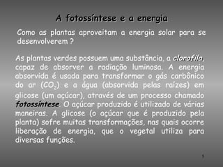 A fotossíntese e a energia
Como as plantas aproveitam a energia solar para se
desenvolverem ?

As plantas verdes possuem uma substância, a clorofila,
capaz de absorver a radiação luminosa. A energia
absorvida é usada para transformar o gás carbônico
do ar (CO2) e a água (absorvida pelas raízes) em
glicose (um açúcar), através de um processo chamado
fotossíntese. O açúcar produzido é utilizado de várias
maneiras. A glicose (o açúcar que é produzido pela
planta) sofre muitas transformações, nas quais ocorre
liberação de energia, que o vegetal utiliza para
diversas funções.

                                                     5
 