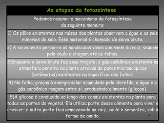 As etapas da fotossíntese
            Podemos resumir o mecanismo da fotossíntese
                       da seguinte maneira:
1) Os pêlos existentes nas raízes das plantas absorvem a água e os sais
       minerais do solo. Esse material é chamado de seiva bruta.
2) A seiva bruta percorre os minúsculos vasos que saem da raiz, seguem
                   pelo caule e chegam até as folhas.
3)Enquanto a seiva bruta faz esse trajeto, o gás carbônico existente na
     atmosfera penetra na planta através de poros microscópicos
           (estômatos) existentes na superfície das folhas.
4) Na folha, graças à energia solar acumulada pela clorofila, a água e o
    gás carbônico reagem entre si, produzindo alimento (glicose).
 5)A glicose é conduzida ao longo dos canais existentes na planta para
todas as partes do vegetal. Ela utiliza parte desse alimento para viver e
crescer; a outra parte fica armazenada na raiz, caule e sementes, sob a
                            forma de amido.                         8
 
