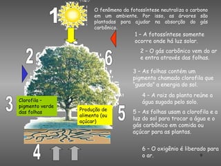 O fenômeno da fotossíntese neutraliza o carbono
                       em um ambiente. Por isso, as árvores são
                       plantadas para ajudar na absorção do gás
                       carbônico.
                                       1 – A fotossíntese somente
                                       ocorre onde há luz solar.
                                          2 – O gás carbônico vem do ar
                                          e entra através das folhas.

                                       3 – As folhas contém um
                                       pigmento chamado clorofila que
                                       “guarda” a energia do sol.
                                          4 – A raiz da planta reúne a
Clorofila –                               água sugada pelo solo.
pigmento verde
                 Produção de
das folhas                             5 – As folhas usam a clorofila e a
                 alimento (ou
                 açúcar)
                                       luz do sol para trocar a água e o
                                       gás carbônico em comida ou
                                       açúcar para as plantas.


                                          6 – O oxigênio é liberado para
                                          o ar.                  9
 