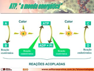 ATP, " a moeda energética" A B Reação endotérmica Reação exotérmica C D Reação exotérmica Reação endotérmica ADP + Pi ATP e Calor e Calor REAÇÕES ACOPLADAS 