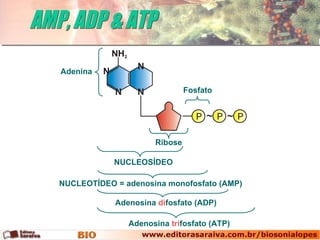 AMP, ADP & ATP NUCLEOSÍDEO NUCLEOTÍDEO = adenosina monofosfato (AMP) Adenosina  di fosfato (ADP) Adenosina  tri fosfato (ATP) Adenina Fosfato Ribose 