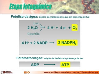Etapa fotoquímica Fotólise da água:  quebra da molécula de água em presença de luz Fotofosforilação:  adição de fosfato em presença de luz ATP ADP 2 NADPH 2 4 H +  +  4 e -   + 2 H 2 O 4 H +  + 2 NADP Luz Clorofila O 2 