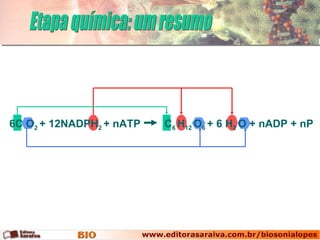 6C O 2  + 12NADPH 2  + nATP  C 6  H 12  O 6  + 6 H 2  O + nADP + nP Etapa química: um resumo 