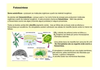 Fotossíntese

Seres autotróficos – produzem as moléculas orgânicas a partir de material inorgânico

As plantas são fotoautotróficas – porque usam a luz como fonte de energia para produzirem moléculas
orgânicas a partir de material inorgânico. A este processo chama-se fotossíntese. Além das plantas,
a fotossíntese ocorre nas algas (incluindo alguns protistas) e nalguns procariotas.

Todos os tecidos verdes têm clorofila (pigmento verde), mas as folhas são os locais onde se efectua a
fotossíntese por excelência. Os cloroplastos existem sobretudo nas células do mesófilo (tecido verde no interior da
folhas).

                                                              CO2 ( dióxido de carbono) entra na folha e o
                                                              O2 (oxigénio) saí desta por poros microscópicos
                                                              chamados estomas.


                                                               Uma célula típica do mesófilo tem cerca de 30 a 40
                                                                Os Cloroplastos são os organito onde ocorre a
                                                               fotossíntese.

                                                            O cloroplasto é constituído por uma dupla membrana,
                                                            pelo estroma, pelas membranas dos tilacóides que
                                                             formam o grana e intergrana.
                                                             A clorofila existe nas membranas tilacoidais.
 